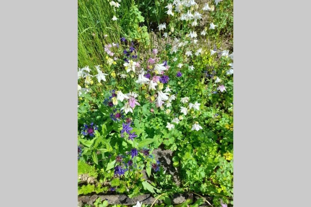 Hinter Burg, Haus Mit Garten Mayen Luaran gambar